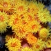 coral_cup_sw_mb_h_0587_png1744.jpg